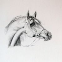 Portert konia arabskiego, ołówek, 18x23 cm